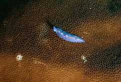 Raja Ampat 2016 - Pseudoceros bifurcus - Racing stripe flatform - Ver plat - IMG_5517_rc